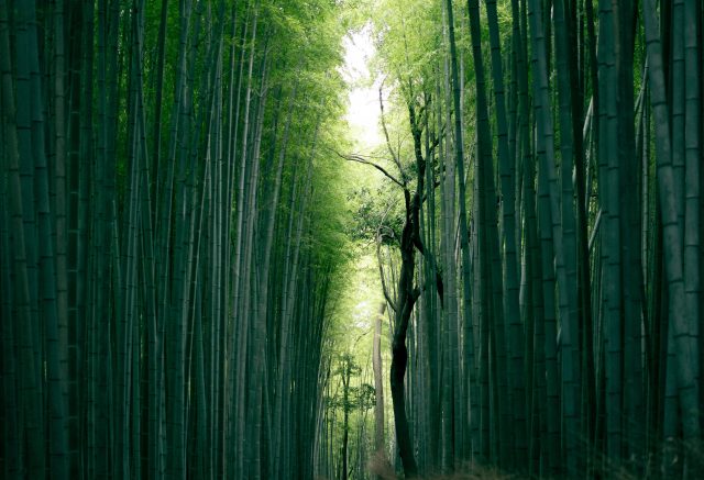 日本東京治癒身心之旅：關於森林浴你要知道的一切