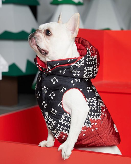 Moncler Genius最新聯乘Poldo Dog Couture：給狗狗的最暖聖誕禮物