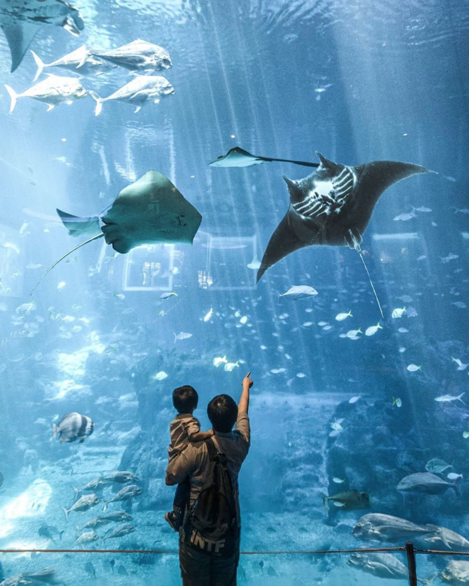 深入海底世界？一生人必定去一次的世界五大夢幻水族館！ – Vogue Hong Kong