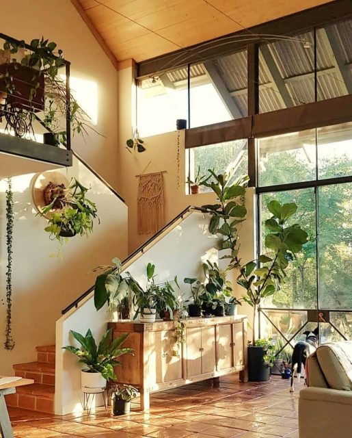 室內植物該如何擺放？14個Instagram帳號激發園藝靈感